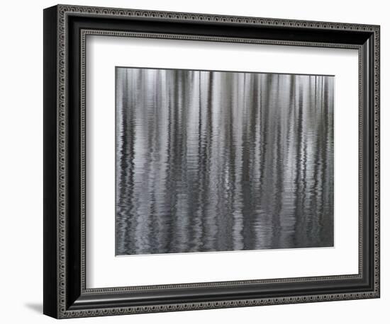 USA, New York State. Abstract reflection of winter trees.-Chris Murray-Framed Photographic Print