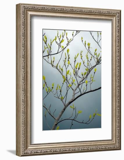 USA, New York State. Beech tree in spring.-Chris Murray-Framed Photographic Print