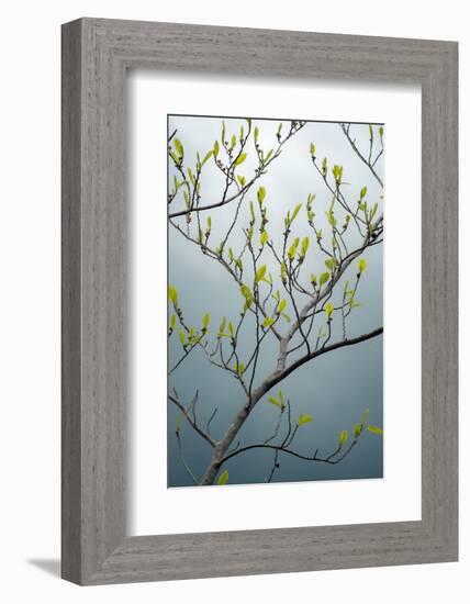 USA, New York State. Beech tree in spring.-Chris Murray-Framed Photographic Print