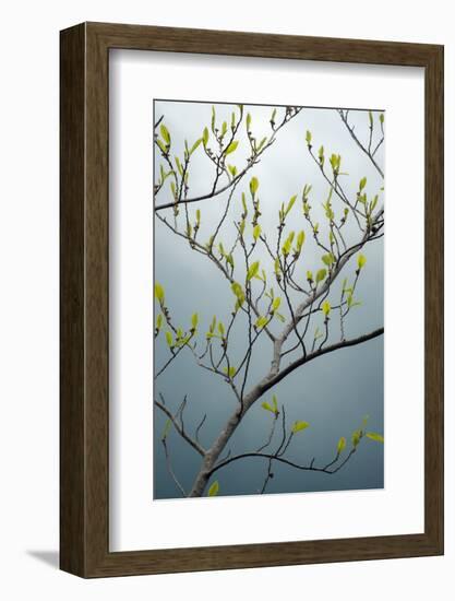 USA, New York State. Beech tree in spring.-Chris Murray-Framed Photographic Print