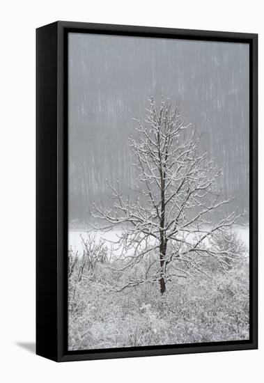 USA, New York State. Lone winter tree.-Chris Murray-Framed Premier Image Canvas