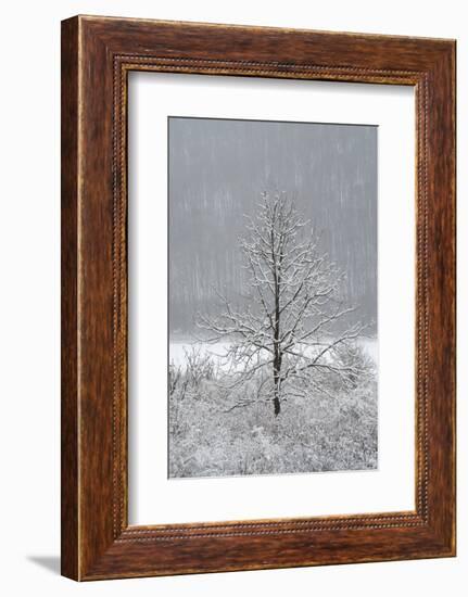 USA, New York State. Lone winter tree.-Chris Murray-Framed Photographic Print