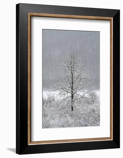 USA, New York State. Lone winter tree.-Chris Murray-Framed Photographic Print
