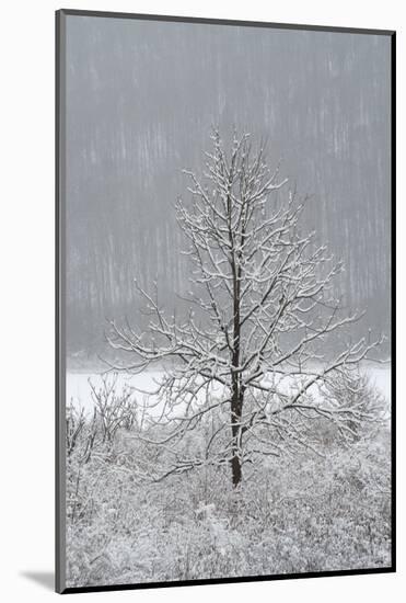 USA, New York State. Lone winter tree.-Chris Murray-Mounted Photographic Print