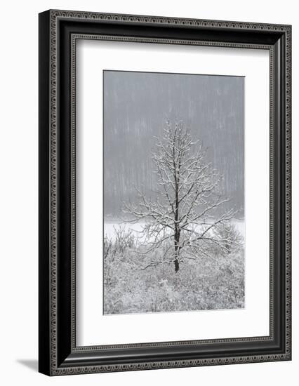 USA, New York State. Lone winter tree.-Chris Murray-Framed Photographic Print