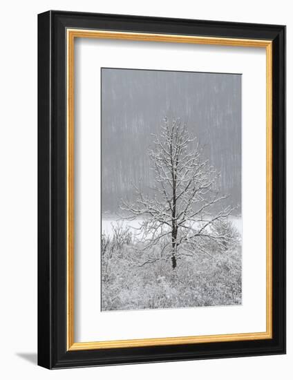 USA, New York State. Lone winter tree.-Chris Murray-Framed Photographic Print