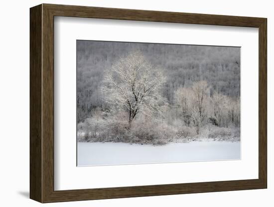 USA, New York State. Morning sunlight on snow covered trees-Chris Murray-Framed Photographic Print