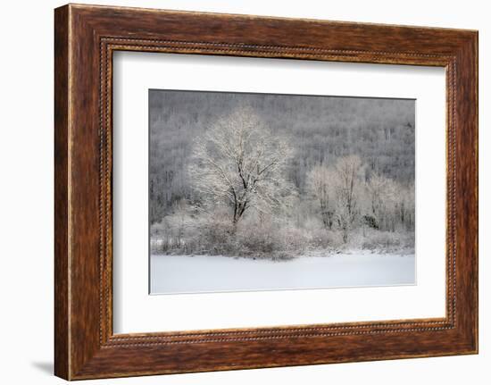 USA, New York State. Morning sunlight on snow covered trees-Chris Murray-Framed Photographic Print