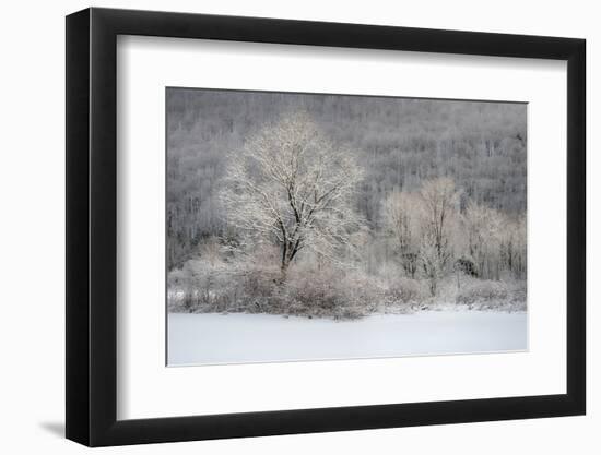 USA, New York State. Morning sunlight on snow covered trees-Chris Murray-Framed Photographic Print