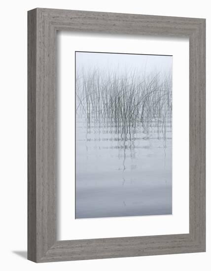 USA, New York State. Reeds in the mist.-Chris Murray-Framed Photographic Print