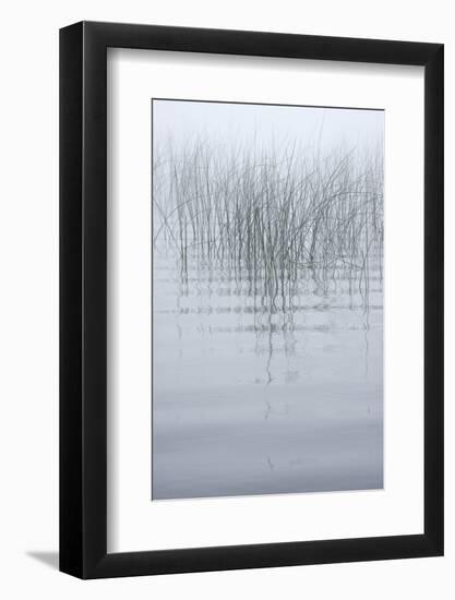 USA, New York State. Reeds in the mist.-Chris Murray-Framed Photographic Print