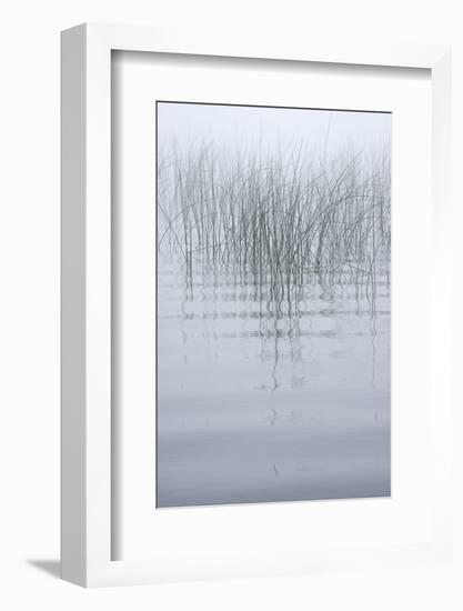 USA, New York State. Reeds in the mist.-Chris Murray-Framed Photographic Print