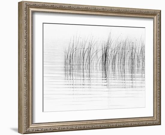 USA, New York State. River reeds, St. Lawrence River, Thousand Islands.-Chris Murray-Framed Photographic Print