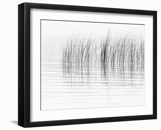 USA, New York State. River reeds, St. Lawrence River, Thousand Islands.-Chris Murray-Framed Photographic Print