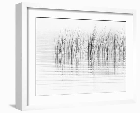 USA, New York State. River reeds, St. Lawrence River, Thousand Islands.-Chris Murray-Framed Photographic Print