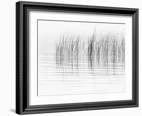 USA, New York State. River reeds, St. Lawrence River, Thousand Islands.-Chris Murray-Framed Photographic Print