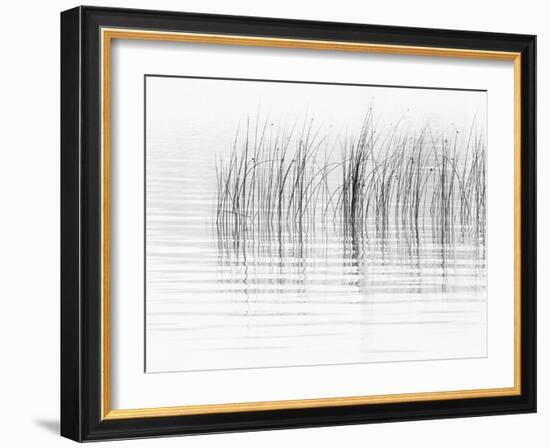 USA, New York State. River reeds, St. Lawrence River, Thousand Islands.-Chris Murray-Framed Photographic Print