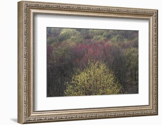 USA, New York State. Spring blooming trees, Labrador Hollow Unique Area-Chris Murray-Framed Photographic Print