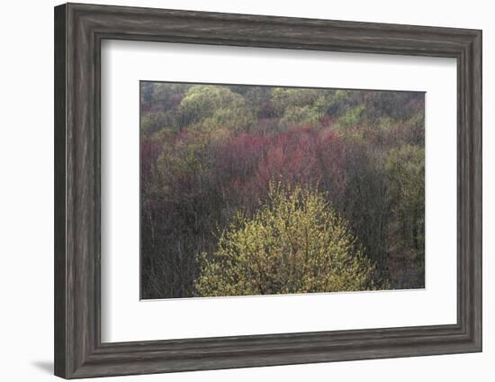 USA, New York State. Spring blooming trees, Labrador Hollow Unique Area-Chris Murray-Framed Photographic Print