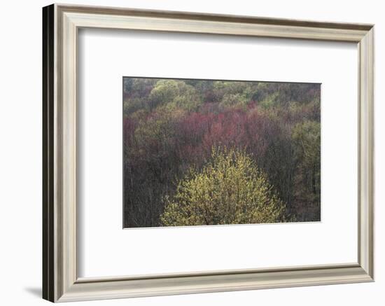 USA, New York State. Spring blooming trees, Labrador Hollow Unique Area-Chris Murray-Framed Photographic Print