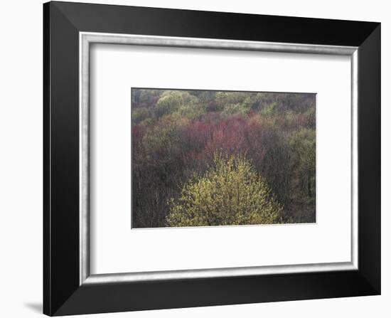 USA, New York State. Spring blooming trees, Labrador Hollow Unique Area-Chris Murray-Framed Photographic Print