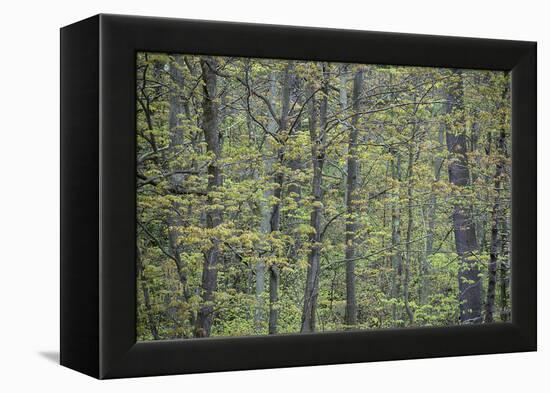 USA, New York State. Spring forest, Wellesley Island State Park.-Chris Murray-Framed Premier Image Canvas