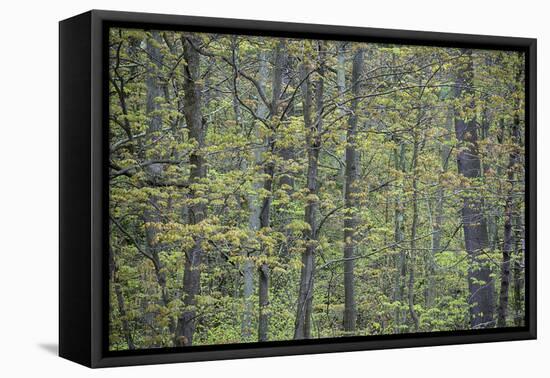 USA, New York State. Spring forest, Wellesley Island State Park.-Chris Murray-Framed Premier Image Canvas