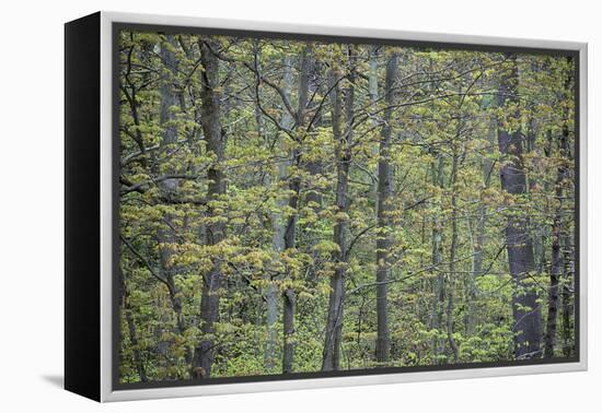 USA, New York State. Spring forest, Wellesley Island State Park.-Chris Murray-Framed Premier Image Canvas