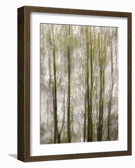 USA, North Carolina, Blue Ridge Parkway, Abstract of Trees Created by Moving Camera-Ann Collins-Framed Photographic Print