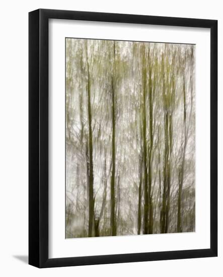 USA, North Carolina, Blue Ridge Parkway, Abstract of Trees Created by Moving Camera-Ann Collins-Framed Photographic Print