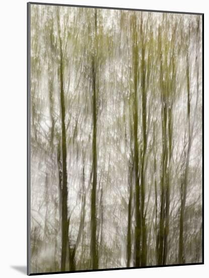 USA, North Carolina, Blue Ridge Parkway, Abstract of Trees Created by Moving Camera-Ann Collins-Mounted Photographic Print