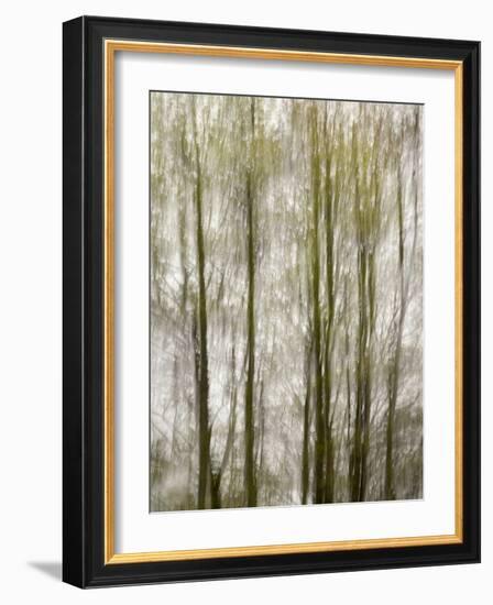 USA, North Carolina, Blue Ridge Parkway, Abstract of Trees Created by Moving Camera-Ann Collins-Framed Photographic Print