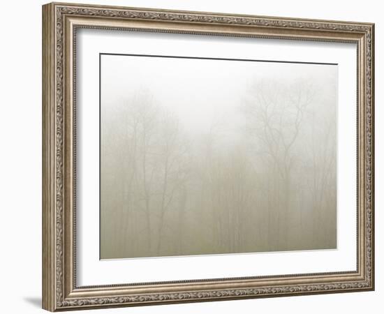 USA, North Carolina, Blue Ridge Parkway, Trees Shrouded in Fog-Ann Collins-Framed Photographic Print