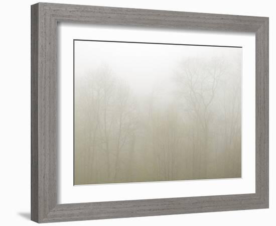 USA, North Carolina, Blue Ridge Parkway, Trees Shrouded in Fog-Ann Collins-Framed Photographic Print