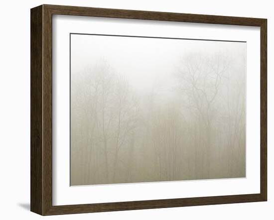 USA, North Carolina, Blue Ridge Parkway, Trees Shrouded in Fog-Ann Collins-Framed Photographic Print