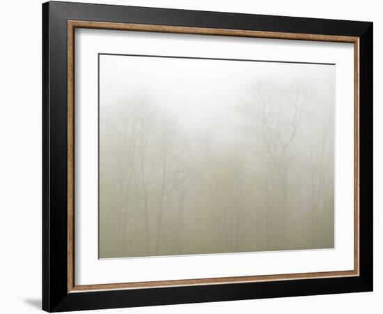 USA, North Carolina, Blue Ridge Parkway, Trees Shrouded in Fog-Ann Collins-Framed Photographic Print