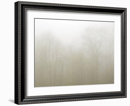 USA, North Carolina, Blue Ridge Parkway, Trees Shrouded in Fog-Ann Collins-Framed Photographic Print