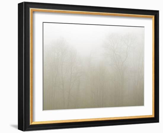 USA, North Carolina, Blue Ridge Parkway, Trees Shrouded in Fog-Ann Collins-Framed Photographic Print