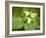 USA, North Carolina, Blue Ridge Parkway, White Trillium Blooming-Ann Collins-Framed Photographic Print