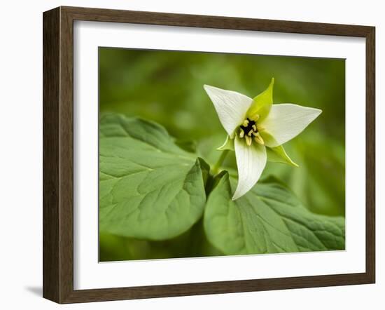 USA, North Carolina, Blue Ridge Parkway, White Trillium Blooming-Ann Collins-Framed Photographic Print