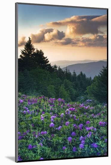 USA, North Carolina. Catawba Rhododendrons in Mountains-Jaynes Gallery-Mounted Photographic Print
