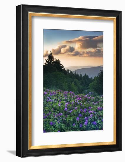 USA, North Carolina. Catawba Rhododendrons in Mountains-Jaynes Gallery-Framed Photographic Print