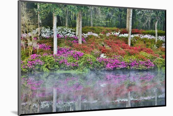 USA, North Carolina, Charleston., Azaleas reflecting in lake-Hollice Looney-Mounted Photographic Print