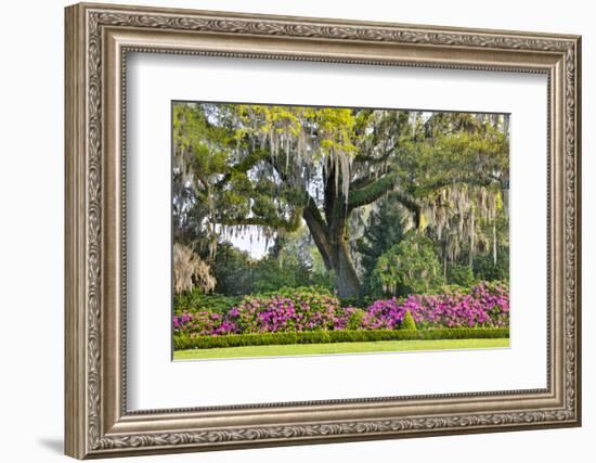 USA, North Carolina, Charleston., moss-covered tree and Azaleas-Hollice Looney-Framed Photographic Print