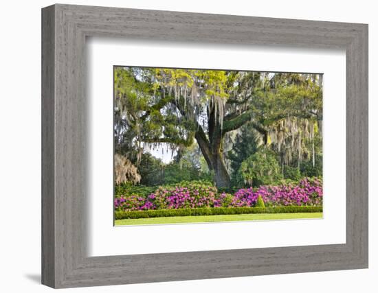 USA, North Carolina, Charleston., moss-covered tree and Azaleas-Hollice Looney-Framed Photographic Print