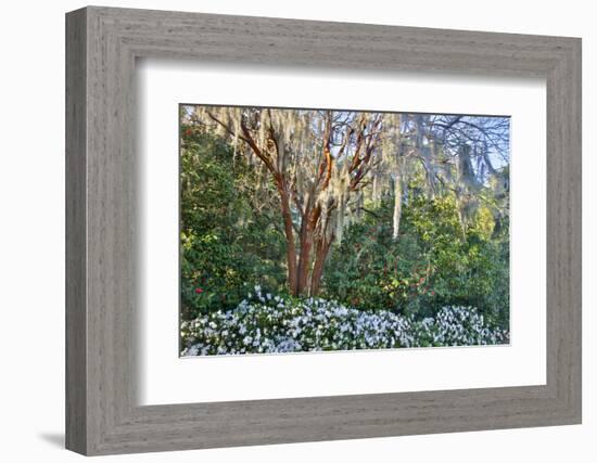 USA, North Carolina, Charleston., tree with Azaleas-Hollice Looney-Framed Photographic Print