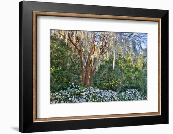 USA, North Carolina, Charleston., tree with Azaleas-Hollice Looney-Framed Photographic Print