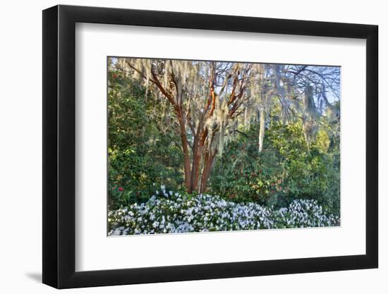 USA, North Carolina, Charleston., tree with Azaleas-Hollice Looney-Framed Photographic Print