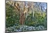 USA, North Carolina, Charleston., tree with Azaleas-Hollice Looney-Mounted Photographic Print