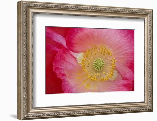 USA, North Carolina. Close Up of Poppy Interior-Jaynes Gallery-Framed Photographic Print